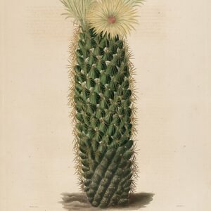 Coryphantha erecta cactus met levendige gele bloemen in een terracotta pot.