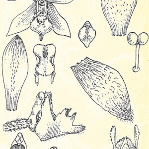 Elegante Pteroceras armband met zilveren kralen en blauwe stenen.