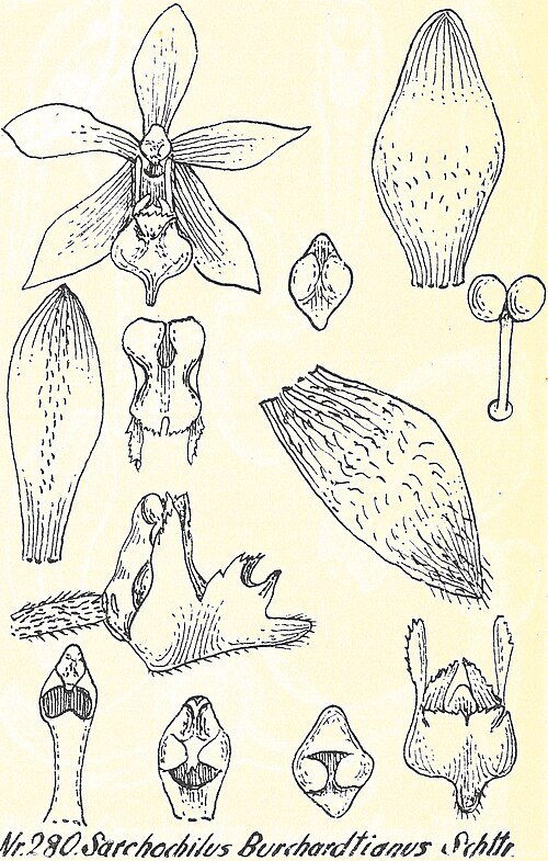 Elegante Pteroceras armband met zilveren kralen en blauwe stenen.