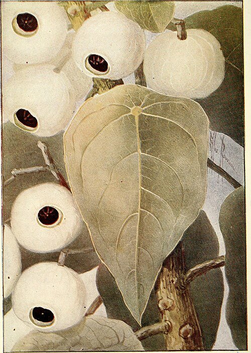 Botanische illustratie van Hernandia bivalvis plant met groene bladeren en rode vruchten.