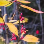 Berberis struik met groene bladeren en rode bessen.