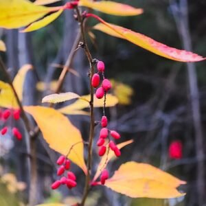 Berberis struik met groene bladeren en rode bessen.