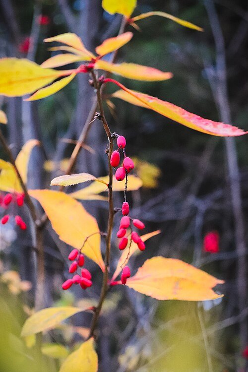 Berberis struik met groene bladeren en rode bessen.