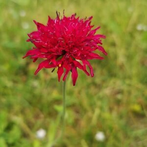 Bloeiende rode Knautia macedonica bloemen in natuurlijke setting.