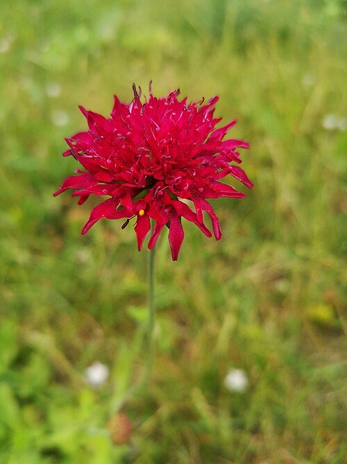 Bloeiende rode Knautia macedonica bloemen in natuurlijke setting.