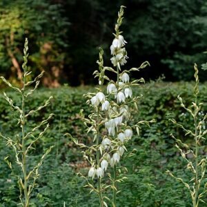 Yucca filamentosa plant in botanical garden.