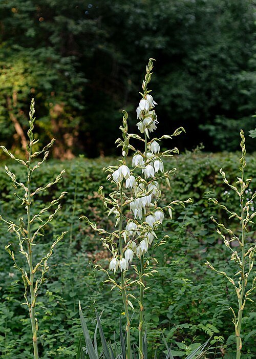 Yucca filamentosa plant in botanical garden.