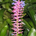 Billbergia euphemiae plant met groen-roze bloemen in Fitzroy Gardens, Melbourne.