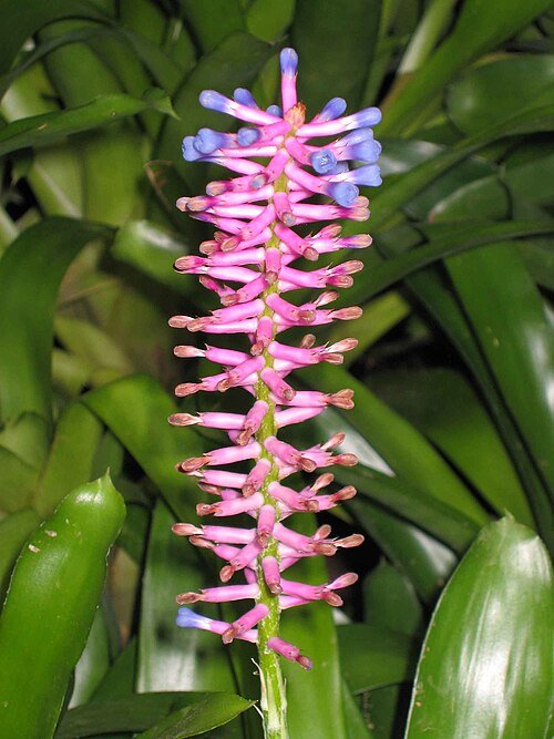 Billbergia euphemiae plant met groen-roze bloemen in Fitzroy Gardens, Melbourne.