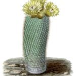Parodia scopa cactus met lange, dunne, gele stekels op een witte achtergrond.
