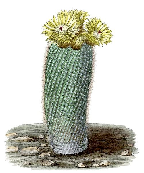 Parodia scopa cactus met lange, dunne, gele stekels op een witte achtergrond.