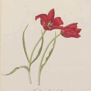 Rode Tulipa linifolia bloem met groene stelen en bladeren.