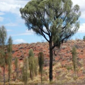 Allocasuarina decaisneana boom met groen naaldachtig blad en blauwe lucht.