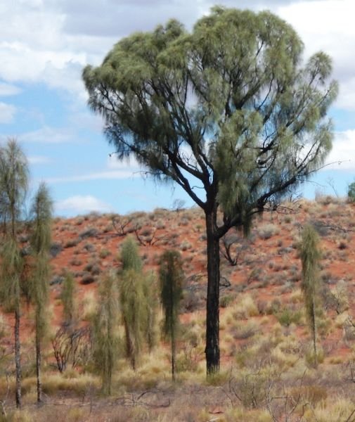 Allocasuarina decaisneana boom met groen naaldachtig blad en blauwe lucht.