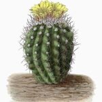 Copiapoa coquimbana cactus met groene cilindrische stengels en gele stekels.