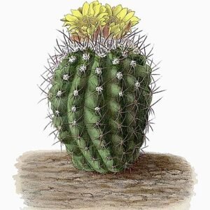 Copiapoa coquimbana cactus met groene cilindrische stengels en gele stekels.