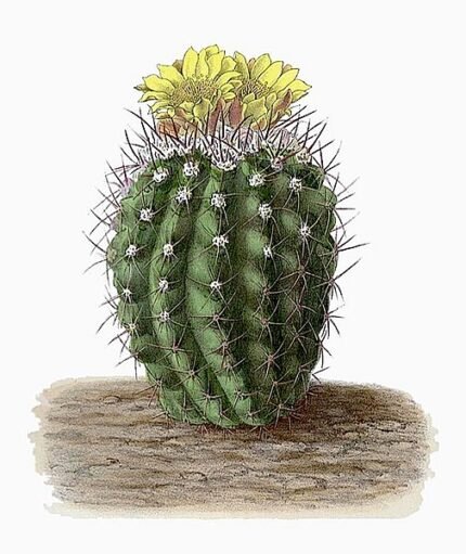 Copiapoa coquimbana cactus met groene cilindrische stengels en gele stekels.