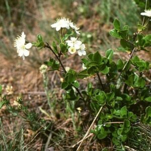 Prunus fruticosa bloemen en groene bladeren in tuinsetting.