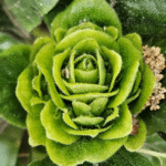 Jacobinia bloemknop in roze en groen, close-up weergave.