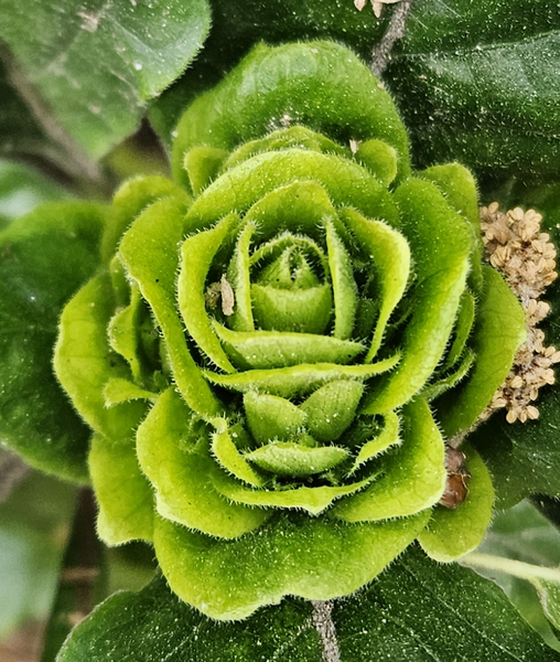 Jacobinia bloemknop in roze en groen, close-up weergave.
