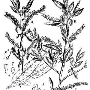 Salix × fragilis, ook bekend als Britannica Willow, met groene bladeren.