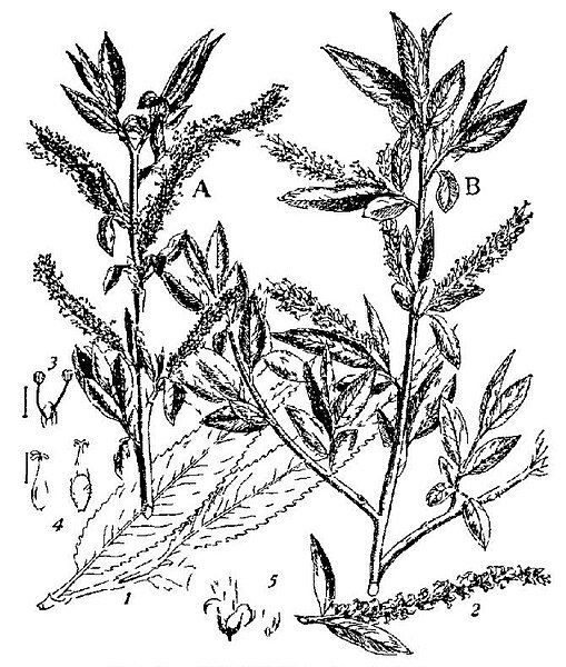 Salix × fragilis, ook bekend als Britannica Willow, met groene bladeren.