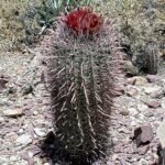 Ferocactus gracilis met rode stekels en groen lichaam op witte achtergrond.