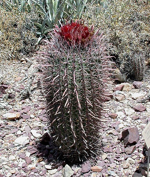 Ferocactus gracilis met rode stekels en groen lichaam op witte achtergrond.