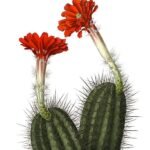 Echinocereus acifer cactus met lange stekelige stelen en levendige roze bloemen in bloei.