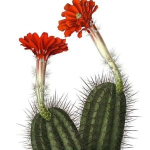 Echinocereus acifer cactus met lange stekelige stelen en levendige roze bloemen in bloei.