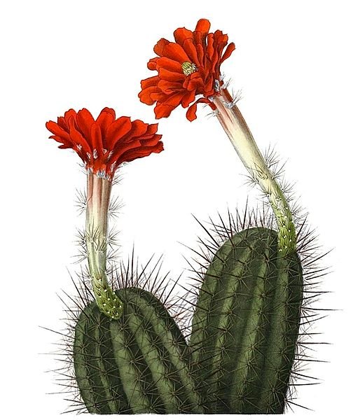 Echinocereus acifer cactus met lange stekelige stelen en levendige roze bloemen in bloei.
