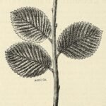 Groenblijvende Ulmus Rotundifolia boom met ronde bladeren en stevige stam.