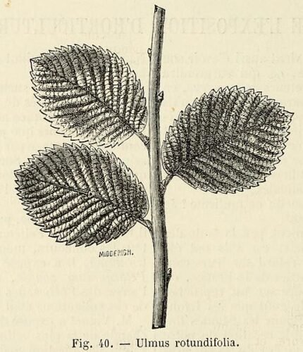 Groenblijvende Ulmus Rotundifolia boom met ronde bladeren en stevige stam.
