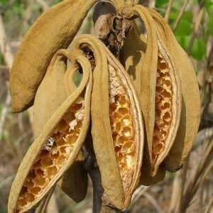 Brachychiton megaphyllus vrucht op een tak.
