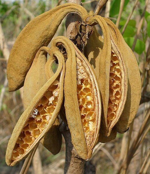Brachychiton megaphyllus vrucht op een tak.