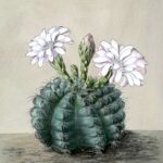 Gymnocalycium anisitsii cactus met roze en witte bloemen in bloei.