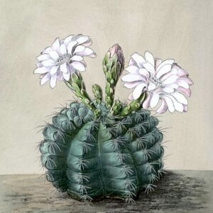 Gymnocalycium anisitsii cactus met roze en witte bloemen in bloei.