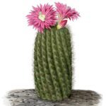 Eriosyce chilensis cactus plant with pink flowers in a black pot.