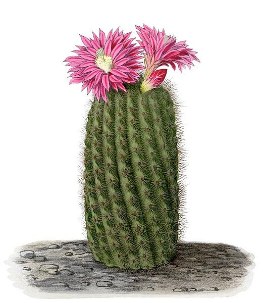 Eriosyce chilensis cactus plant with pink flowers in a black pot.