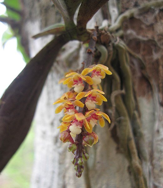 Smithsonia straminea plant met langwerpige bladeren en groene bloemknoppen in natuurlijke habitat.