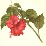 Roodbloeiende Hibiscus archeri plant met groene bladeren.