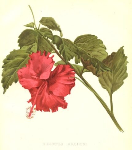 Roodbloeiende Hibiscus archeri plant met groene bladeren.