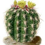 Ferocactus viridescens plant met bolvormige vorm en groene stekels.