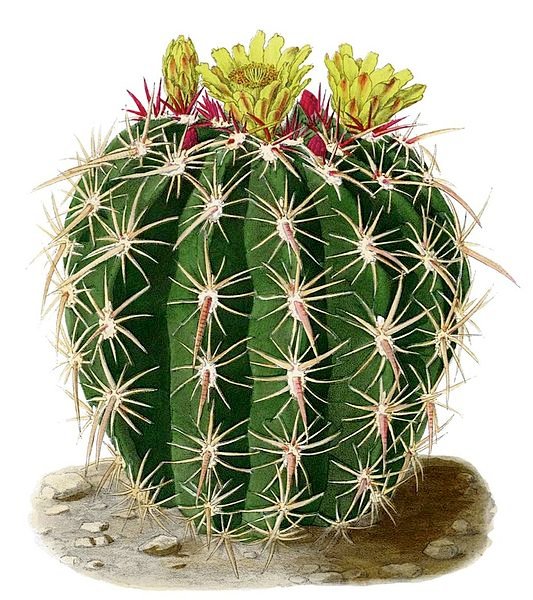 Ferocactus viridescens plant met bolvormige vorm en groene stekels.