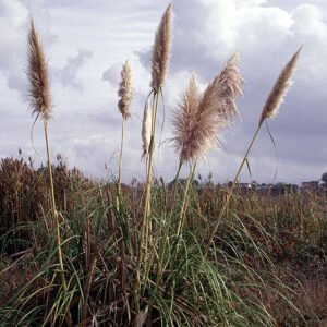 Majestueuze witte Cortaderia jubata pluimen met blauwe lucht op de achtergrond.