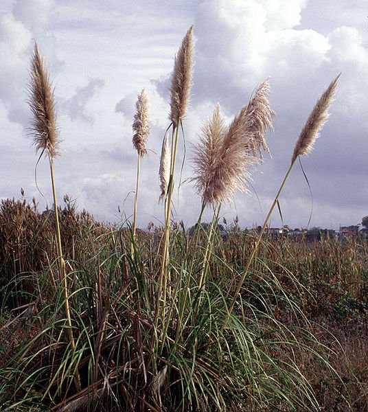 Majestueuze witte Cortaderia jubata pluimen met blauwe lucht op de achtergrond.