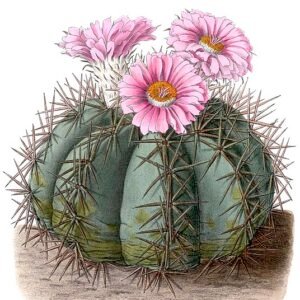 Echinocactus horizonthalonius cactus met lange stekels en groen lichaam in een woestijnlandschap.