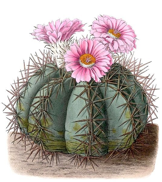 Echinocactus horizonthalonius cactus met lange stekels en groen lichaam in een woestijnlandschap.