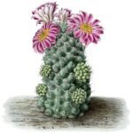 Cochemiea conoidea cactus met gele bloem in pot.