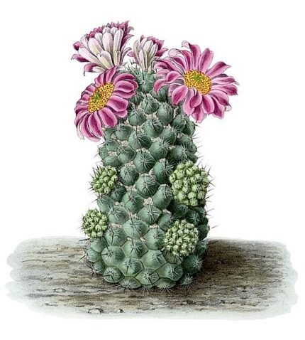 Cochemiea conoidea cactus met gele bloem in pot.